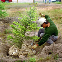 Soil conservation - planting a tree